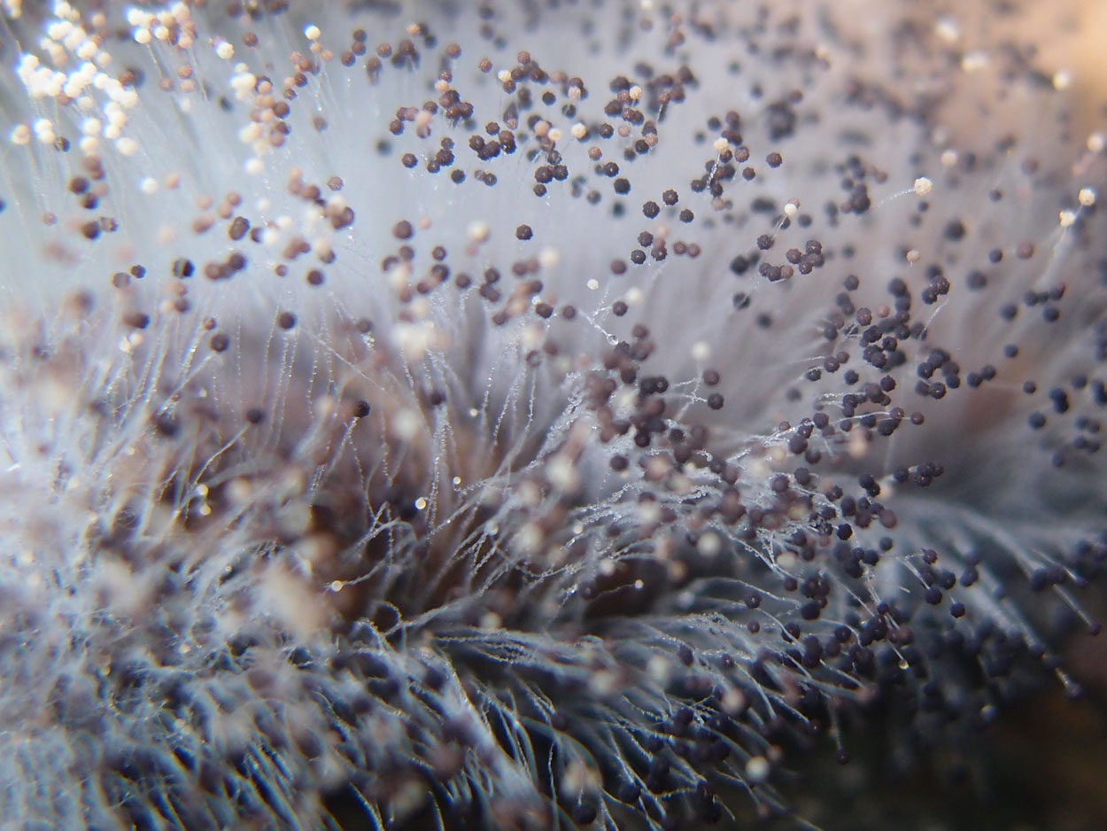 Willkommen Brasilien